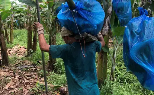 A young boy, 16, harvests the bananas, which can weigh up to 60 pounds. Image by Madison Stewart. Costa Rica, 2019.